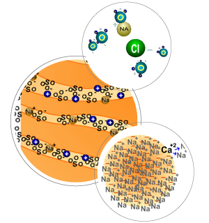 Ca Exchange and Cation